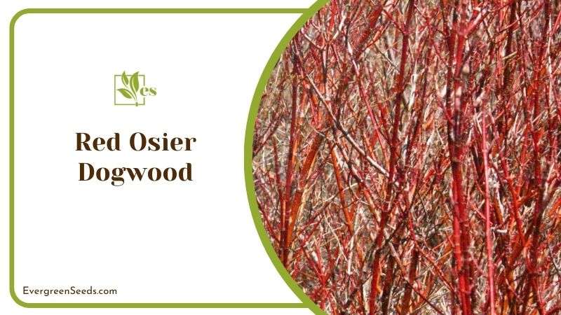 Red Osier Dogwood