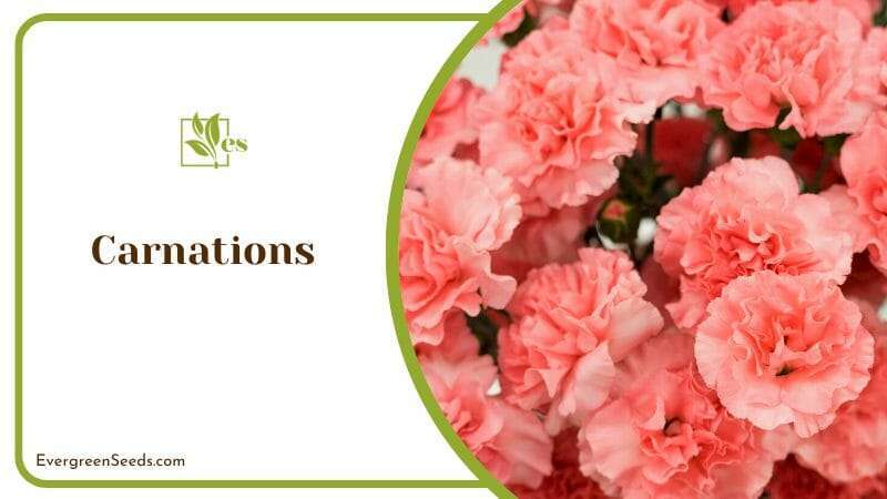 Romantic Pink Carnations