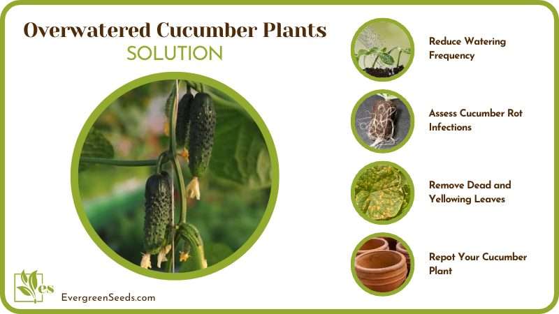 Save Your Overwatered Cucumber Plants
