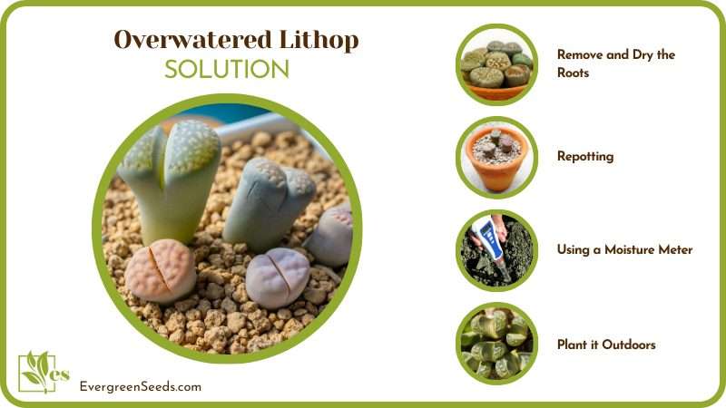 Solutions of Overwatered Lithop