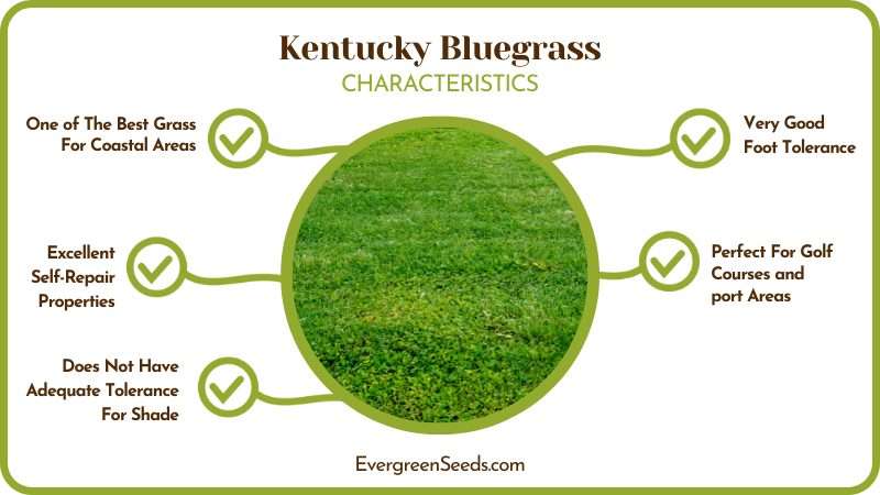 Some Properties Kentucky Bluegrass Best