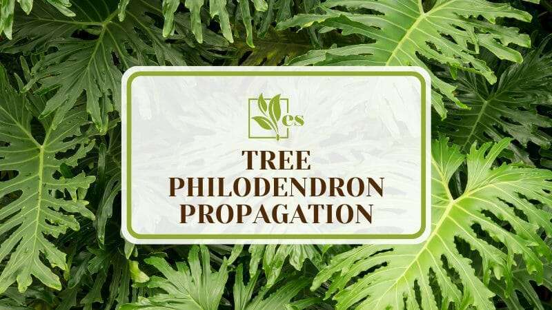 Tree Philodendron Propagation