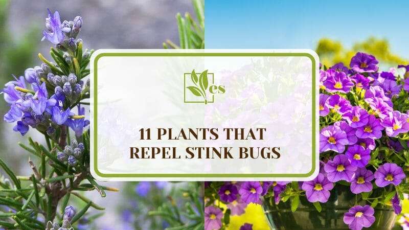 11 Plants that Repel Stink Bugs