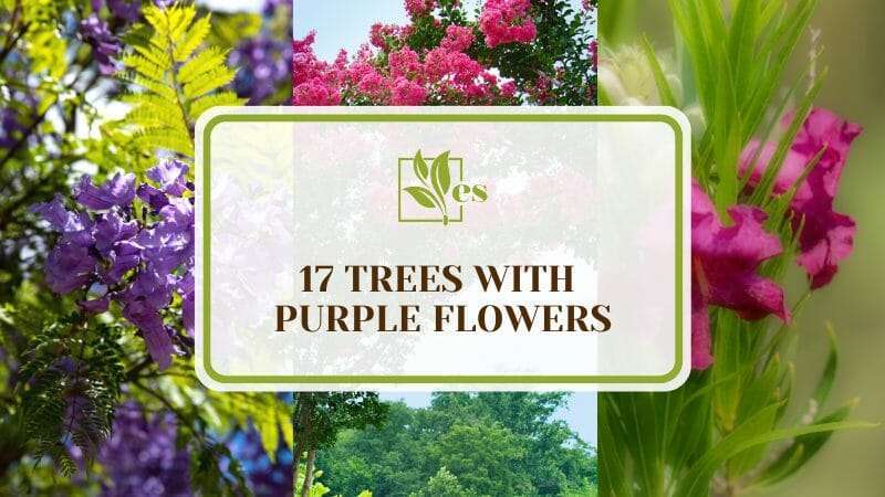 17 Trees With Purple Flowers