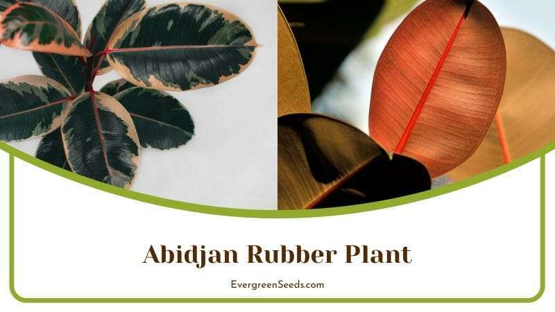 Abidjan Rubber Plant Placed in Room