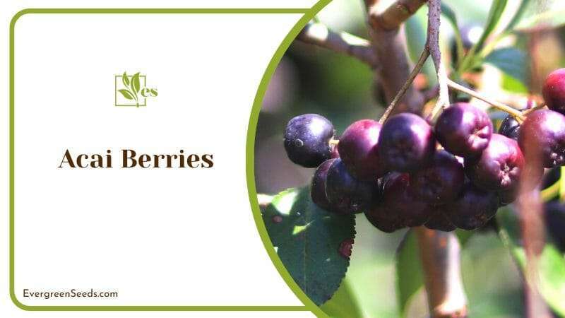 Acai Berries on a Tree
