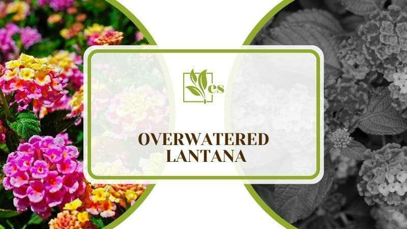 Flowering Lantana Plant