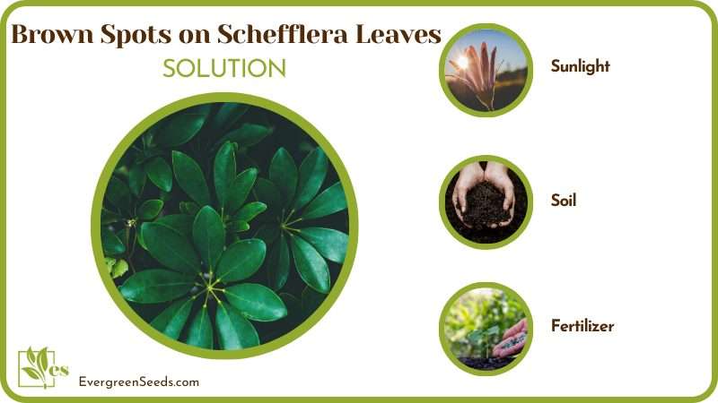 remove brown spots of Schefflera leaves