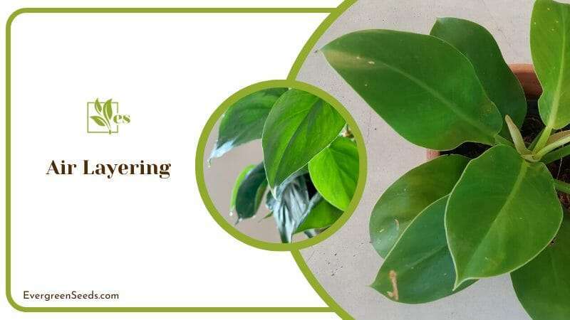 Air Layering growth in Philodendron Imbe