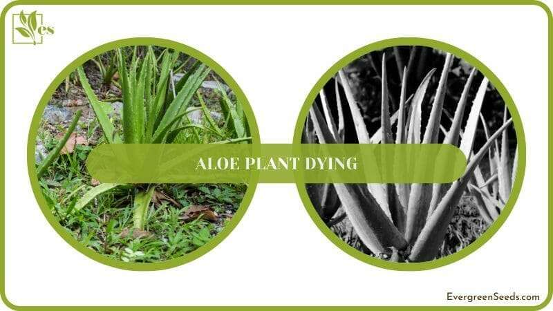 Almost dead Aloe Plant