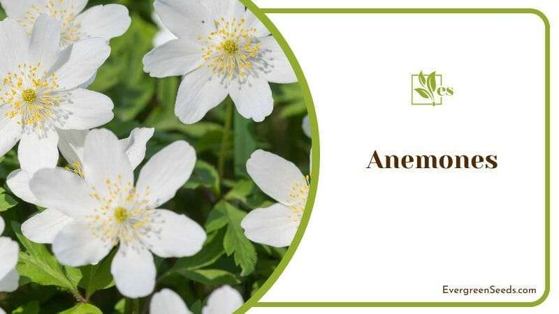 Anemones called the Grecian windflower