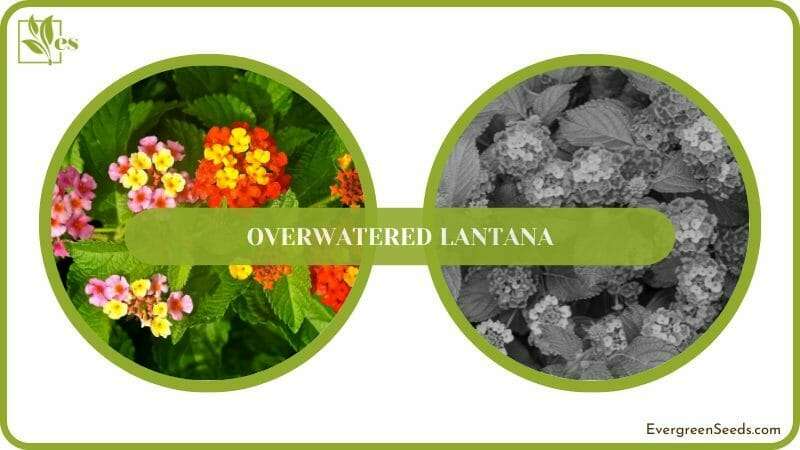 Beautiful flowers of Lantana camara (common lantana) plant