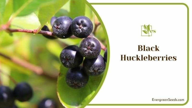 Black Huckleberries or Gaylussacia Baccata