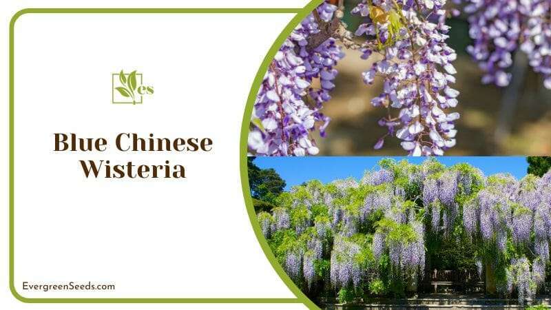 Blooming Blue Chinese Wisteria in Garden