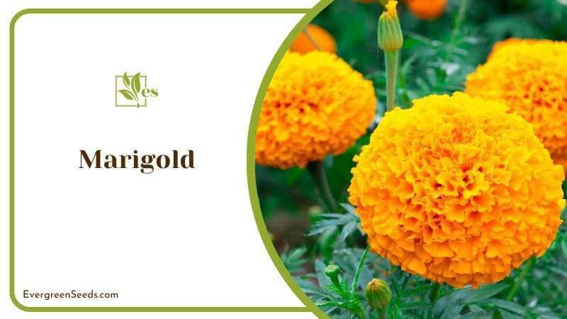 Blooming Marigold with Buds
