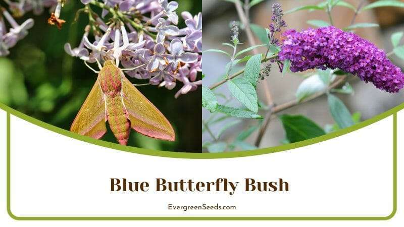 Blue Pea-Like Flowers of Butterfly Bush