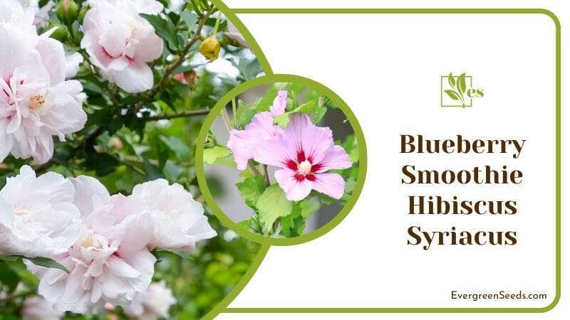 Blueberry Smoothie Blossoms in Garden
