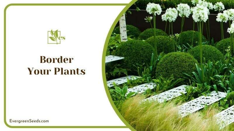 Border Your Plants