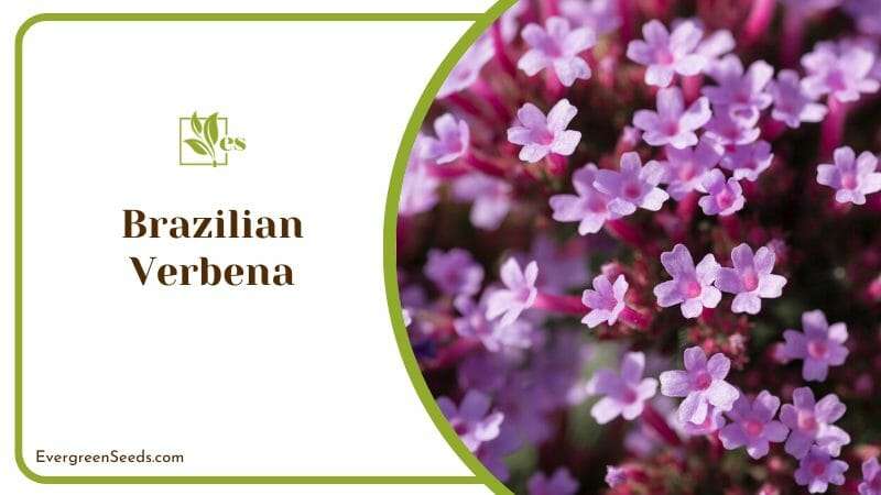 Brazilian Verbena for Butterfly Garden