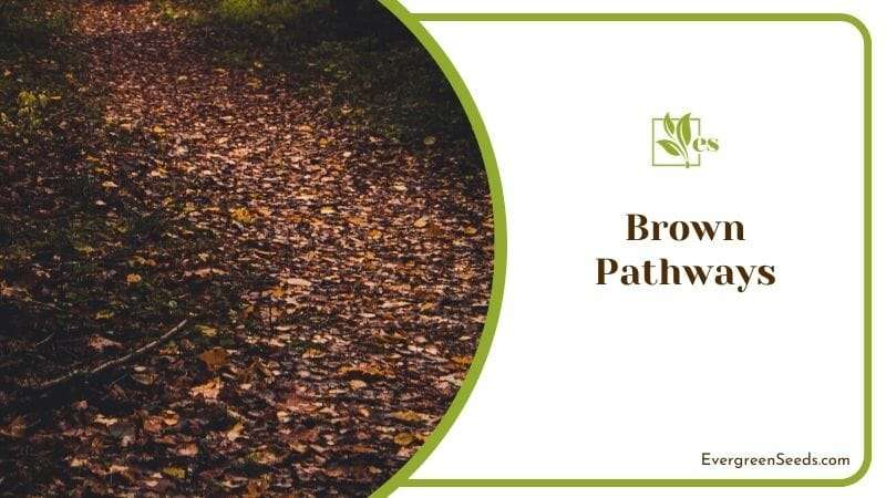 Brown Pathways