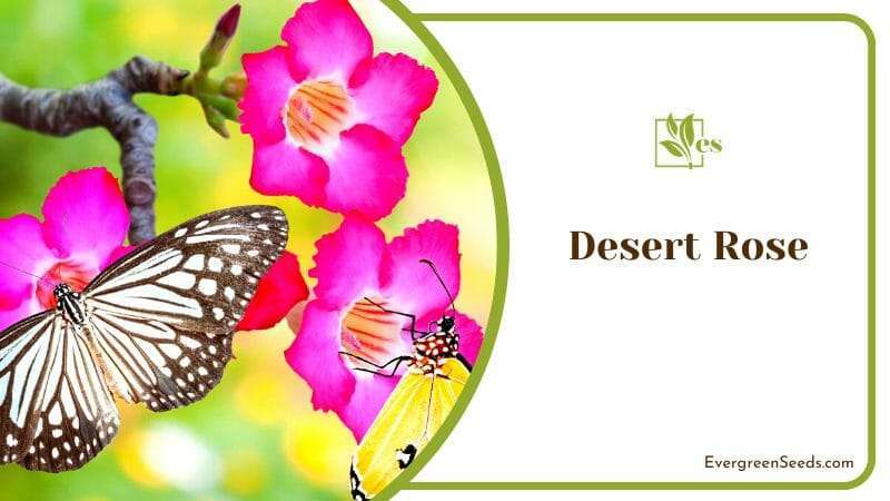 Butterfly on Desert Rose