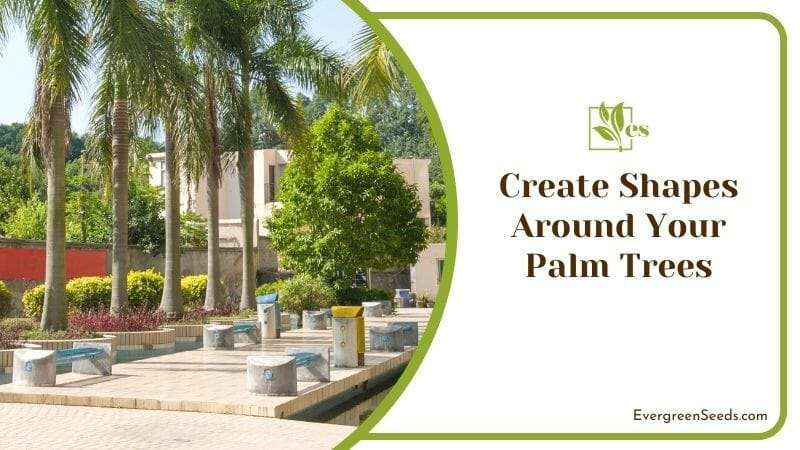 Create Shapes Around Your Palm Trees