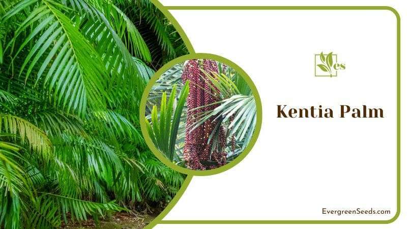 Evergreen Kentia Palm Trees