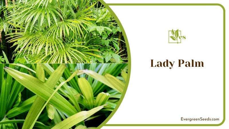 Evergreen Lady Palm Tree