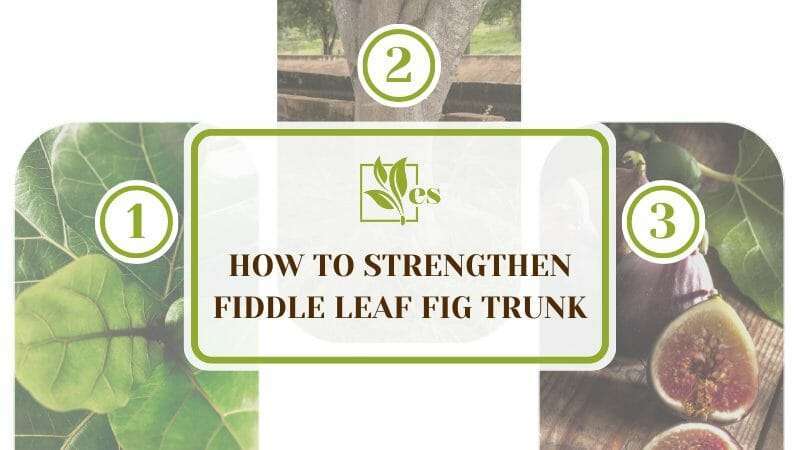 Fiddle Leaf Fig Trunk