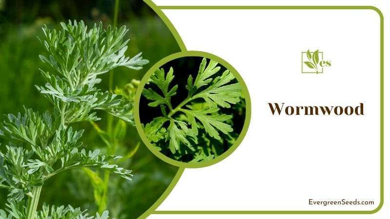 Freshly Wormwood Plants