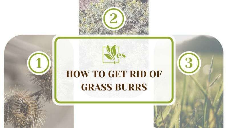Get Rid of Grass Burrs
