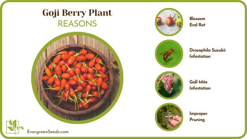 Goji Berry Plant Issues