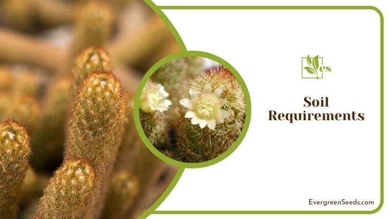 Gold Lace Cactus nutrient requirements