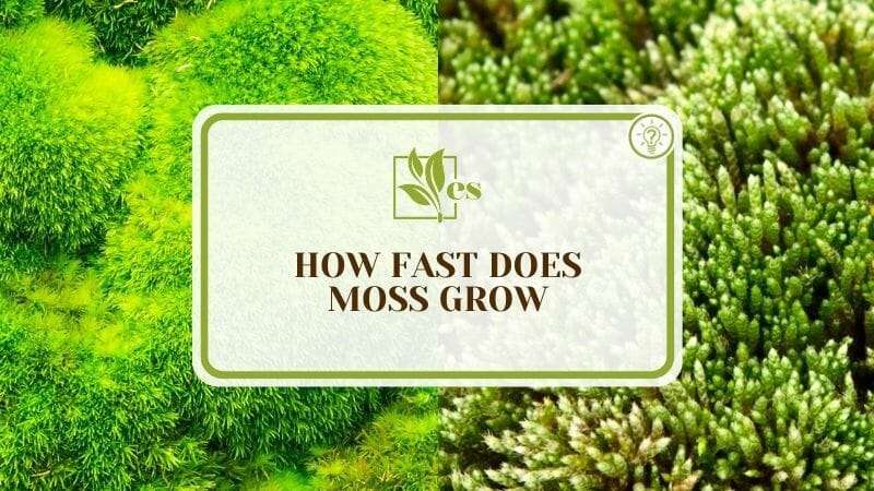 How Fast Does Moss Grow