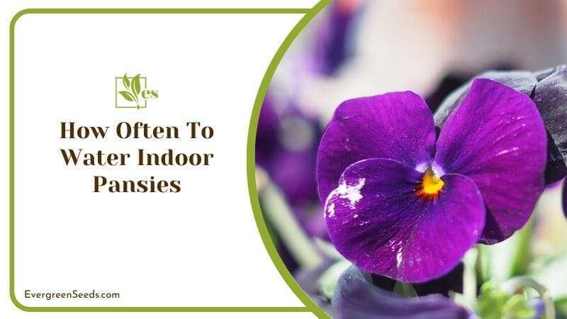 How Often to Water Indoor Pansies