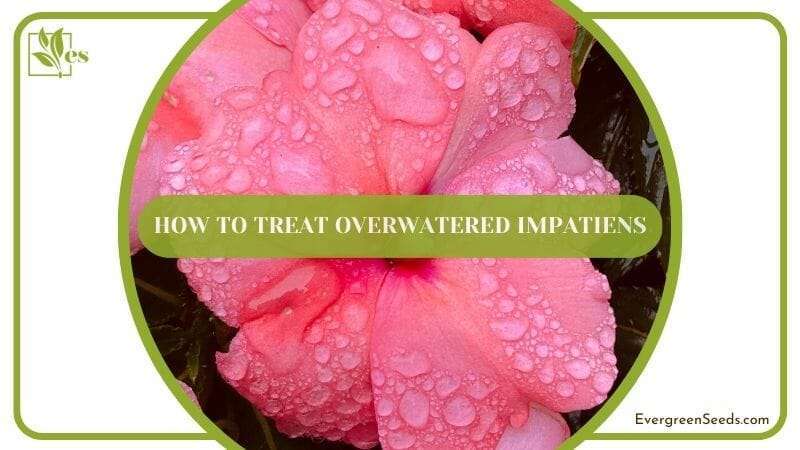 How To Treat Overwatered Impatiens