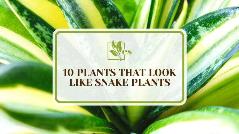 Indoor Plants That Look Like Snake Plants