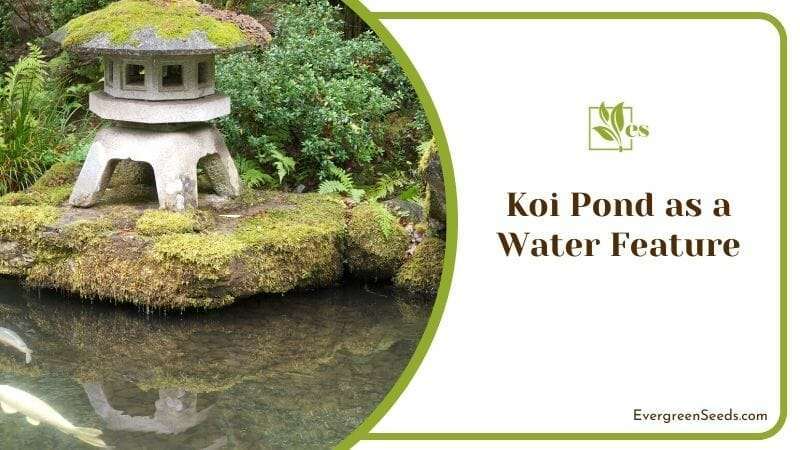Koi Pond as a Water Feature