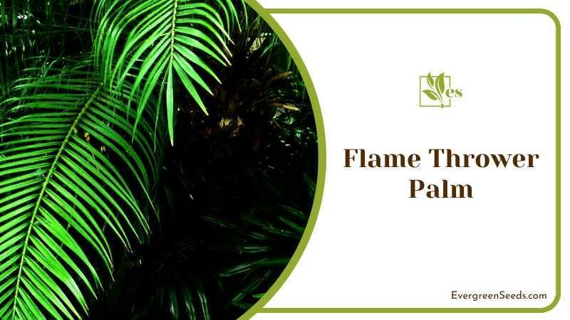 Leaves of Flame Thrower Palm Tree