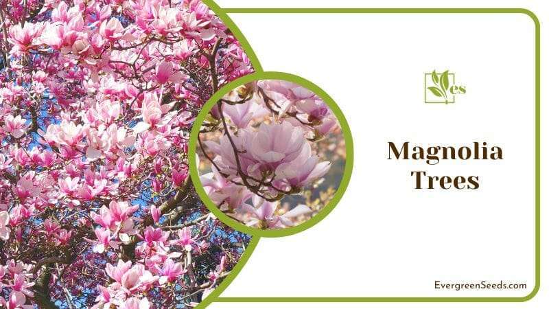 Magnolia Trees are ornamental plant