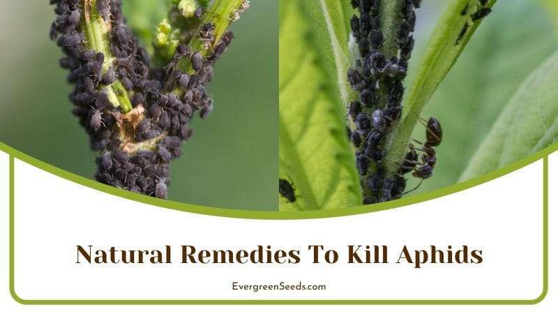 Natural Remedies to Kill Aphids