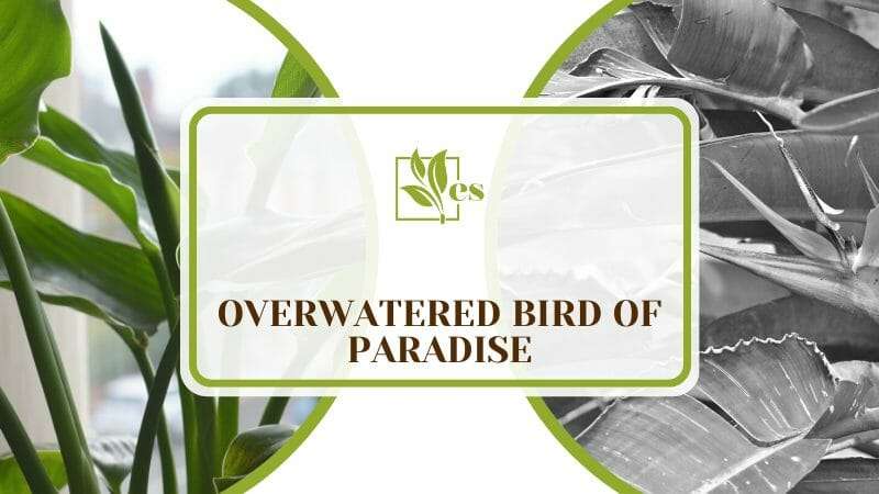 Overwatered Bird of Paradise