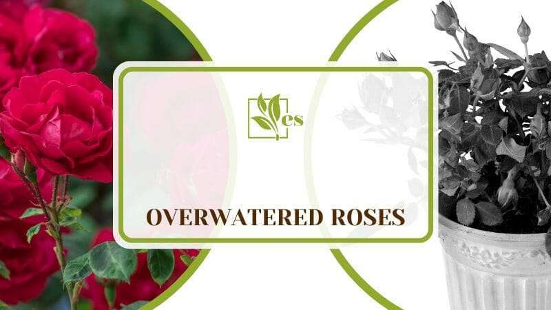 Overwatered Roses