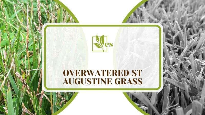 Overwatered St Augustine Grass