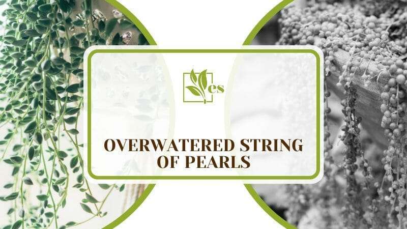 Overwatered String of Pearls