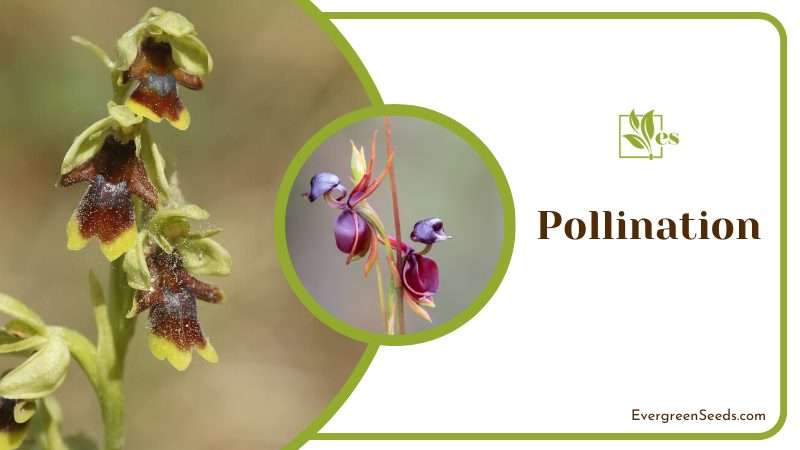 Pollination in Caleana Major