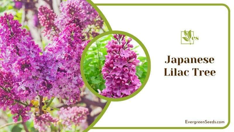 Purple Flowers on Japanese Lilac Tree