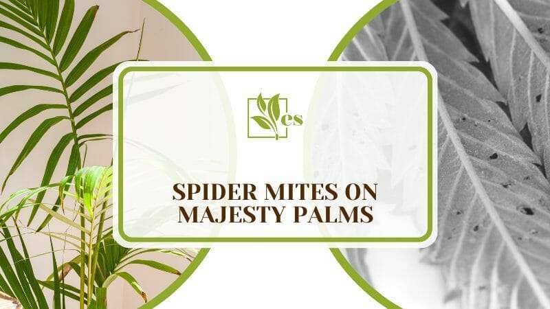 Spider Mites on Majesty Palms