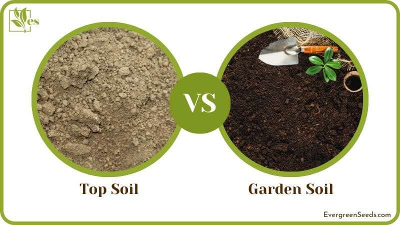 Top vs Garden Soil Performance