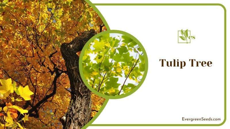 Tulip Tree Planting Requirements